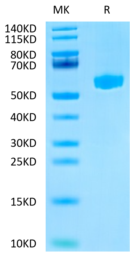 Mouse Hyaluronidase 2 on Tris-Bis PAGE under reduced condition. The purity is greater than 95%.