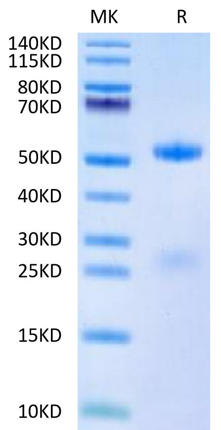 Human FSH alpha&beta on Tris-Bis PAGE under reduced condition. The purity is greater than 95%.