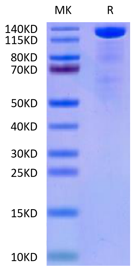 Mouse Beta Klotho on Tris-Bis PAGE under reduced condition. The purity is greater than 90%.