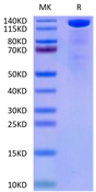 Mouse Beta Klotho on Tris-Bis PAGE under reduced condition. The purity is greater than 90%.