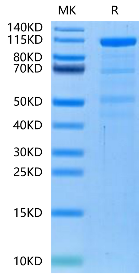 Human LRP-6-on Tris-Bis PAGE under reduced condition. The purity is greater than 90%.
