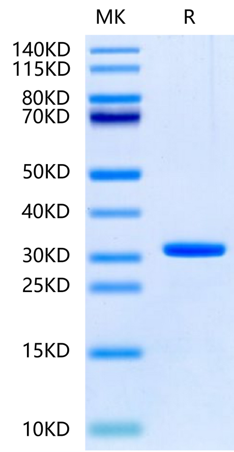 Human UBASH3B on Tris-Bis PAGE under reduced condition. The purity is greater than 95%.
