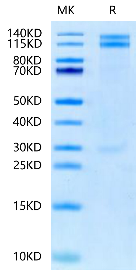 Human ITGA8&ITGB1 on Tris-Bis PAGE under reduced condition. The purity is greater than 95%.