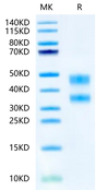 Mouse CD8 alpha&beta Heterodimer on Tris-Bis PAGE under reduced condition. The purity is greater than 95%.