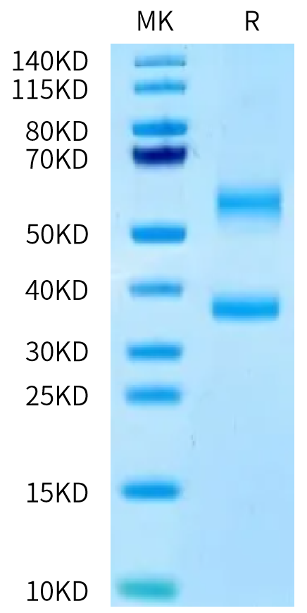 Human BTN2A1&BTN3A1 complex on Tris-Bis PAGE under reduced condition. The purity is greater than 95%.