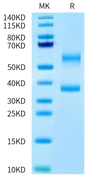 Human BTN2A1&BTN3A1 complex on Tris-Bis PAGE under reduced condition. The purity is greater than 95%.