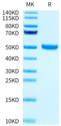 Biotinylated Human FcRn on Tris-Bis PAGE under reduced condition. The purity is greater than 95%.