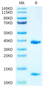 Biotinylated Human HLA-A*11:01&B2M&KRAS WT (VVGAGGVGK) Monomer on Tris-Bis PAGE under reduced condition. The purity is greater than 95%.