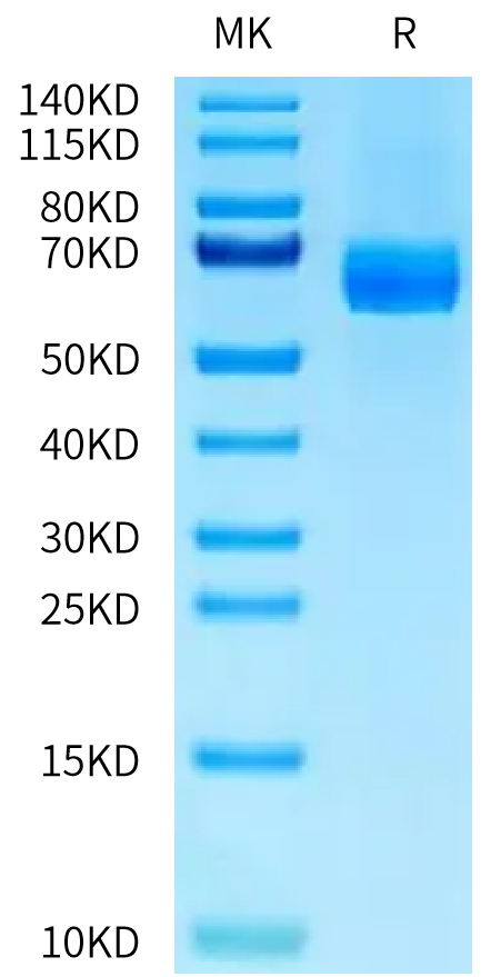 Human DLL4 on Tris-Bis PAGE under reduced condition. The purity is greater than 95%.