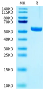 Biotinylated Human HLA-A*02:01&B2M&MAGE-A3 (KVAELVHFL) Monomer on Tris-Bis PAGE under reduced condition. The purity is greater than 95%.