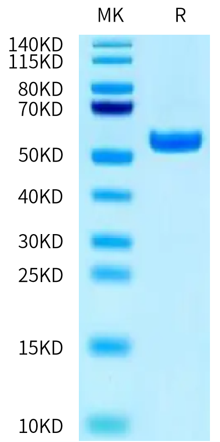 Biotinylated Human HLA-A*02:01&B2M&MAGE-A2 (KMVELVHFL) Monomer on Tris-Bis PAGE under reduced condition. The purity is greater than 95%.