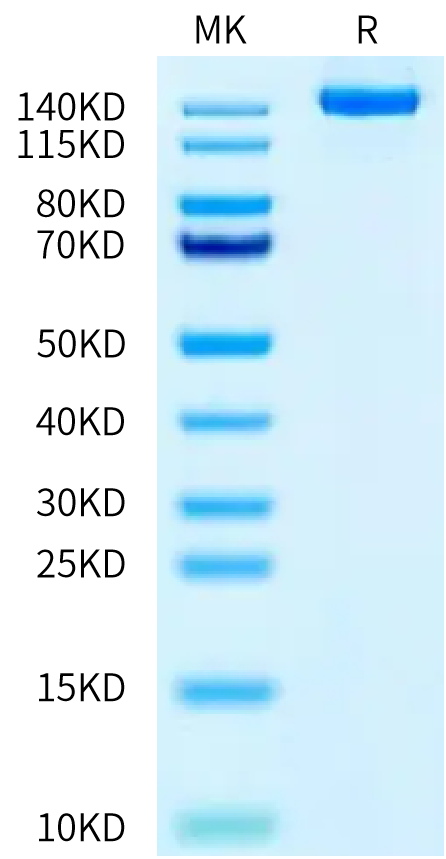 Human Netrin receptor DCC on Tris-Bis PAGE under reduced condition. The purity is greater than 95%.