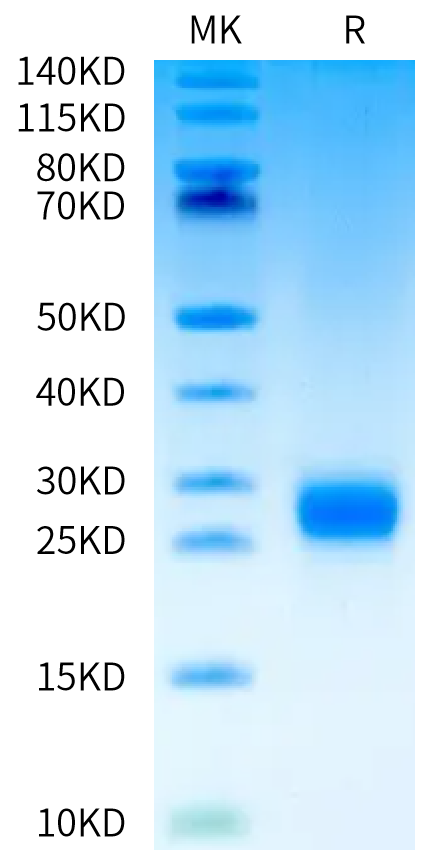 Human FSH alpha&beta on Tris-Bis PAGE under reduced condition. The purity is greater than 95%.