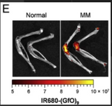 In Vivo | Collagen Hybridizing Peptides, sulfo-Cy7.5 Conjugates (sCy7.5-CHP)