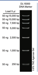 DL15000 DNA Marker MD103