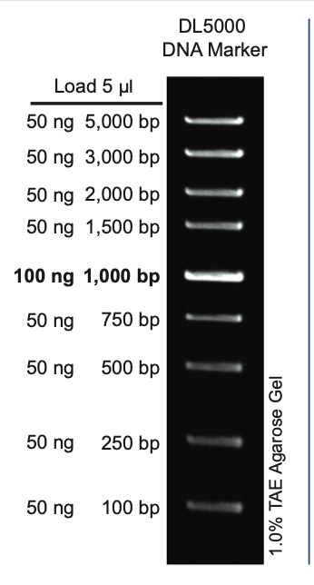5000 Marker DL5000 DNA Marker MD102 – AstorScientific