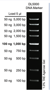 DL5000 DNA Marker MD102