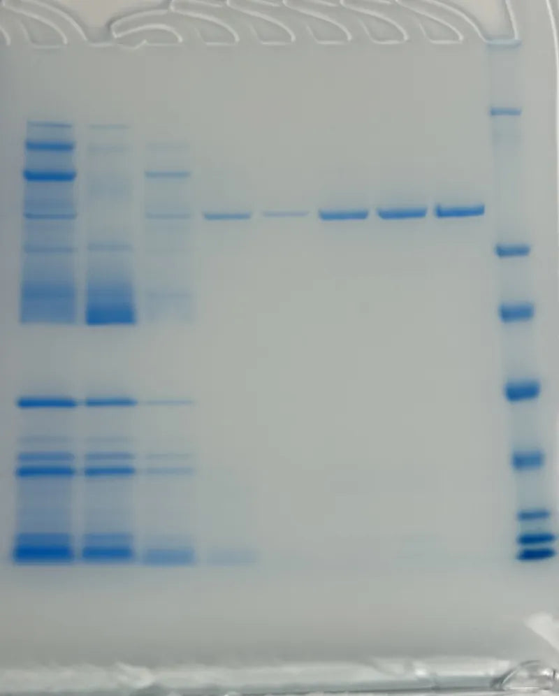 Air-Taq™ DNA Polymerase