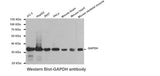 GAPDH Loading Control Antibody