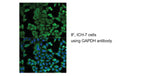 GAPDH Loading Control Antibody