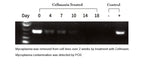 Cellmaxin, Anti-Mycoplasma, 10mg/ml
