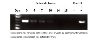 Cellmaxin, Anti-Mycoplasma, 10mg/ml