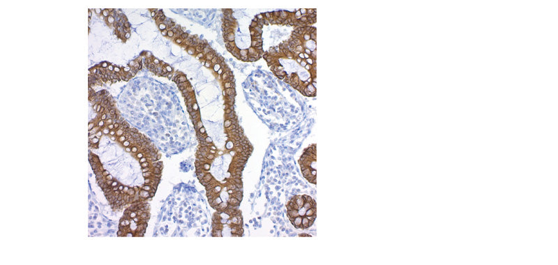 Citrate Buffer(10X), pH 6.0 for Antigen Retriever