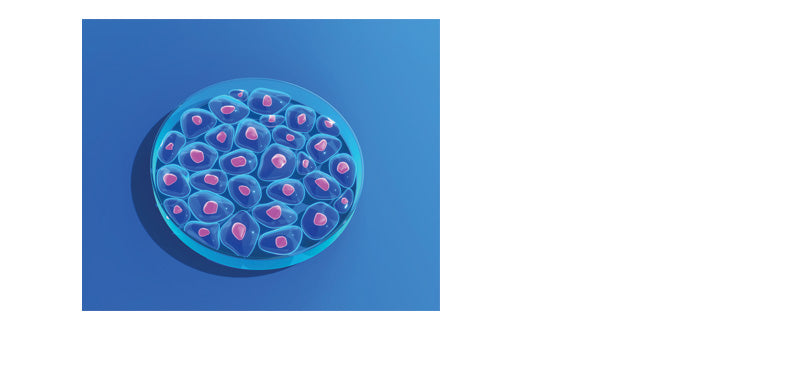 Human Serum Albumin (HSA), Recombinant from plant