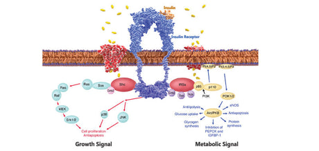 Insulin, Human Recombinant, From Yeast