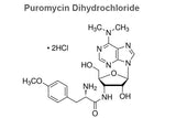 Puromycin Dihydrochloride, 98%>