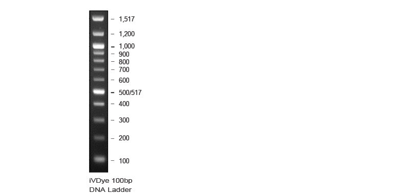 100bp DNA Marker