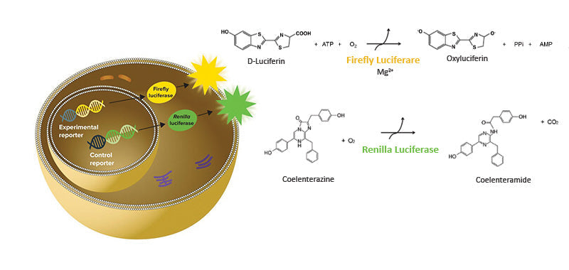 LucyQ Firefly Luciferase Assay Kit
