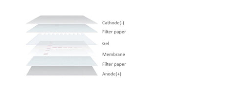NitroPure Nitrocellulose Transfer Membrane, 0.22 um