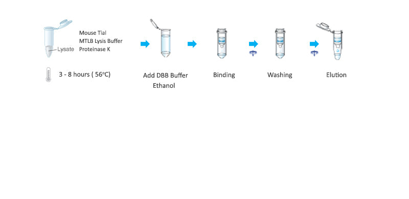 Extraton Mouse Mouse Tail Genomic DNA Extraction Kit(250) – AstorScientific
