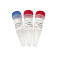 T4 DNA Polymerase N101