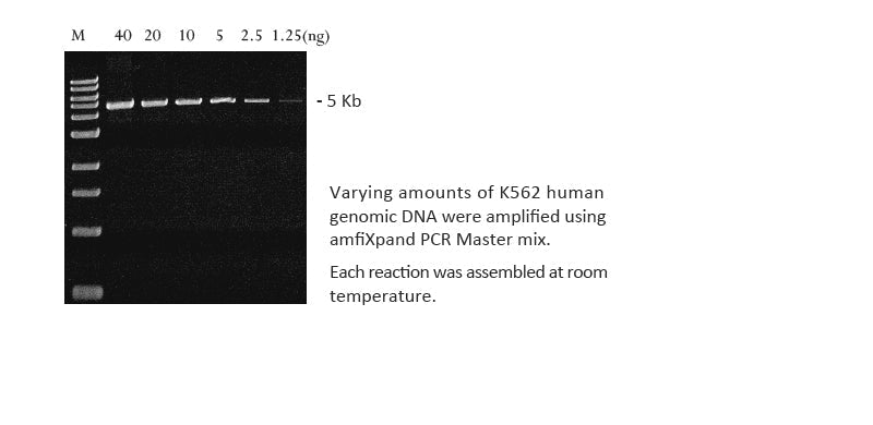 amfiXpand Taq DNA Polymerase