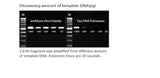 amfiSure Ultra Fidelity PCR Master Mix (2X)
