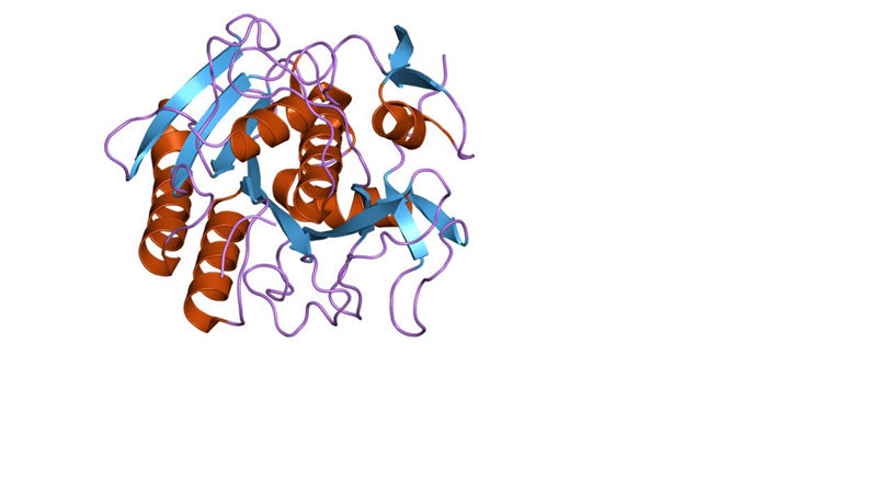 Proteinase K, 800 Units/ml