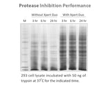 Xpert Duo Inhibitor Cocktail Solution(100X)