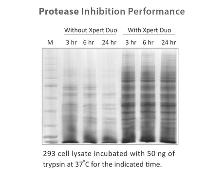 Xpert Duo Inhibitor Cocktail Solution(100X)