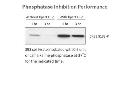 Xpert Duo Inhibitor Cocktail Solution(100X)