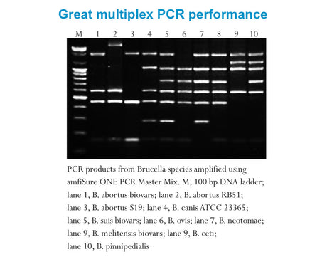 amfiSure ONE Taq DNA Polymerase, 1 unit/ul