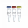 Bst II DNA Polymerase Large Fragment P702