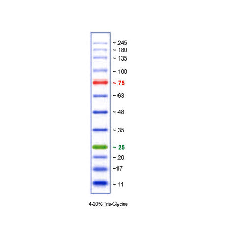 Xpert 2 Prestained Protein Marker