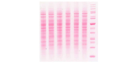 Ponceau S Solution