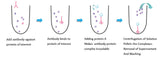 Puredown Protein A-Agarose, BSA-Binding Site Blocked