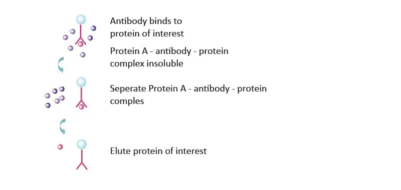 Puredown Protein A-Agarose, BSA-Binding Site Blocked