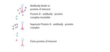 Puredown Protein A-Agarose, BSA-Binding Site Blocked