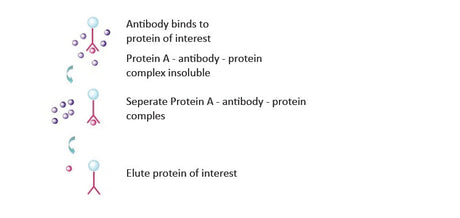 Puredown Protein A-Agarose, BSA-Binding Site Blocked
