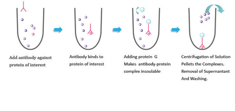 Puredown Protein G-Agarose, BSA-Binding Site Blocked